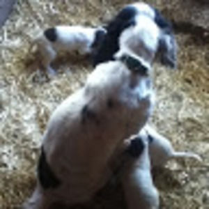 Meet your Posher, Dane